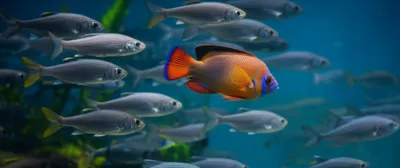 Illustration dissents - Image 1