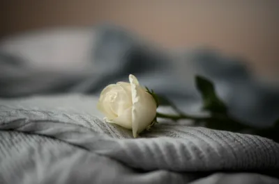 Illustration stillborn - Image 1