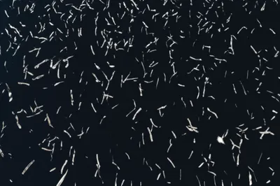 Illustration window - Image 1