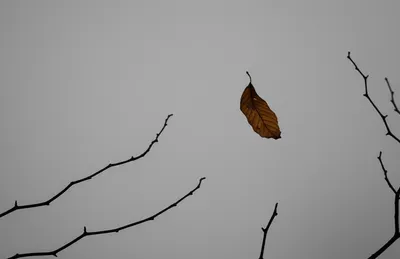 Illustration perish - Image 1