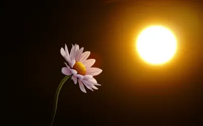 Illustration combust - Image 1