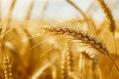 Illustration beard - Image 1