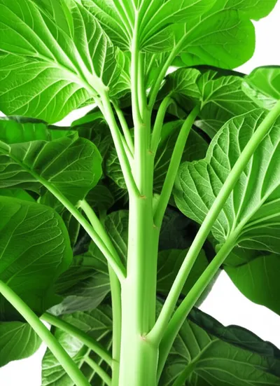 Illustration offshoots