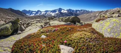 Illustration alpines - Image 1