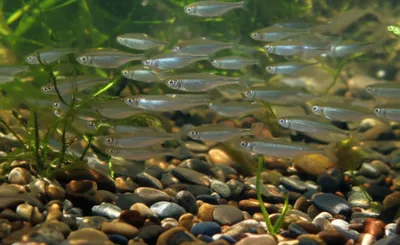 Illustration minnows - Image 1