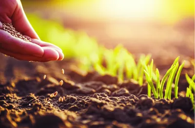 Illustration reseeding