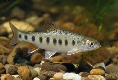 Illustration gudgeon