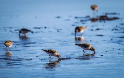 Illustration stints - Image 3