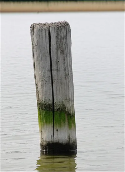 Illustration watermark - Image 1