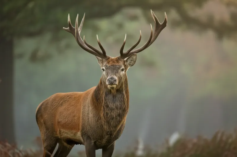 Visuelle Darstellung für das Wort „hart" - Hirsch