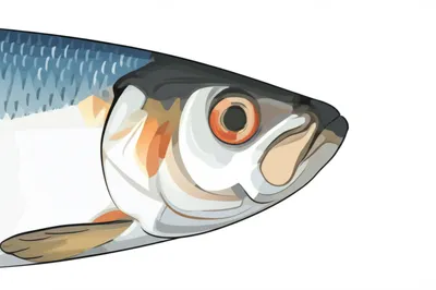 Illustration cob - Image 1