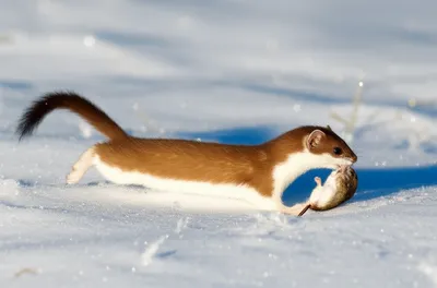 Illustration weasels - Image 1