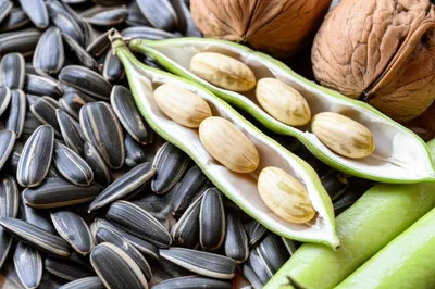 Illustration shells - Image 1