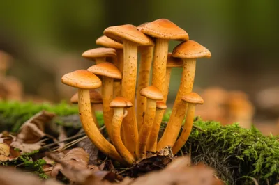 Illustration stipes - Image 1