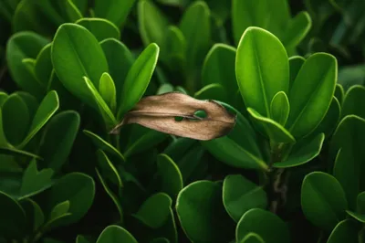 Illustration knockout - Image 1