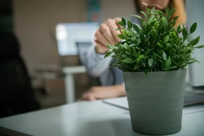 Illustration bug - Image 1