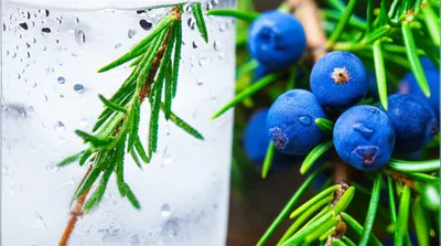 Hình ảnh minh họa junipers - Ảnh 1