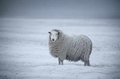 Illustration starved - Image 1