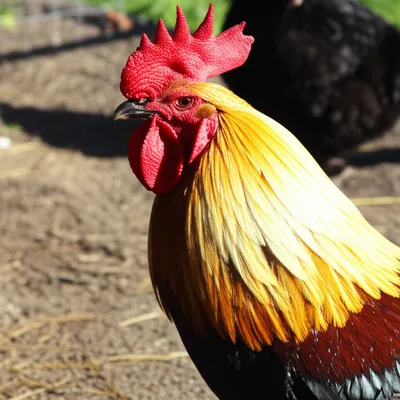 Illustration comb - Image 1