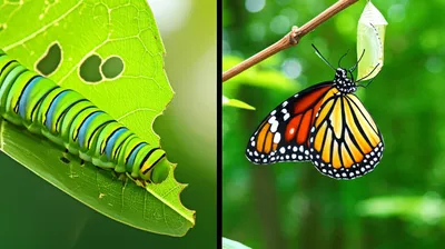 Illustration metamorphic - Image 1