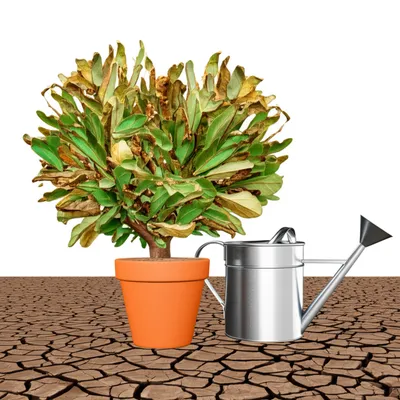 Illustration wasted - Image 1