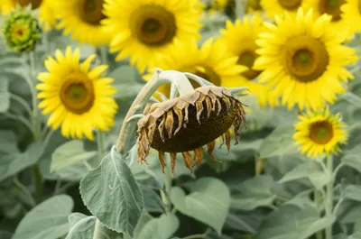 Illustration castrated - Image 1