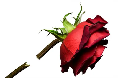 Hình ảnh minh họa deform - Ảnh 1