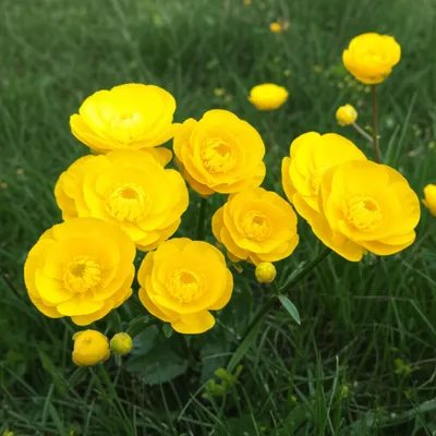 Illustration buttercups