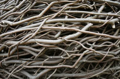 Illustration withe - Image 1