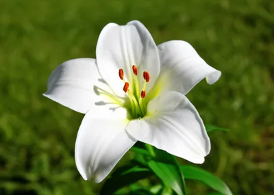 Illustration unblemished - Image 1