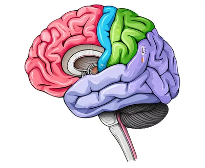 Illustration forebrain