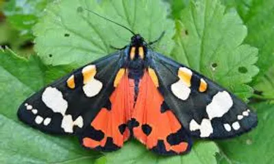 Illustration tiger - Image 2