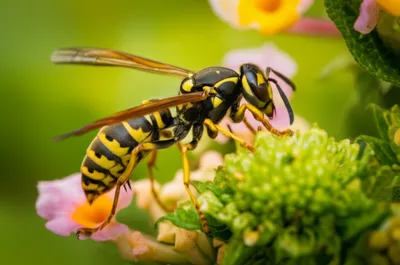 Illustration waist - Image 1