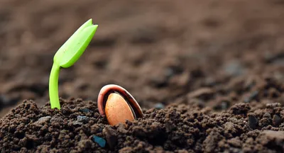 Illustration aborted - Image 1