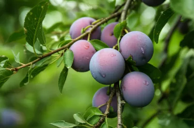 Illustration damascene - Image 1