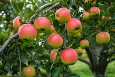 Illustration pippin - Image 1