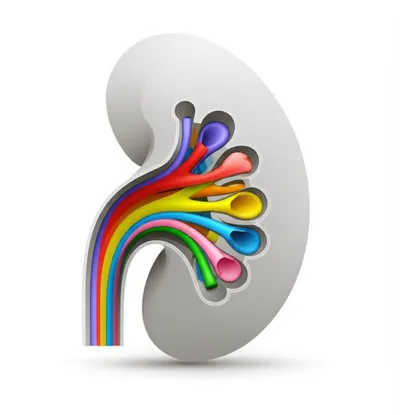 Illustration hilum - Image 1