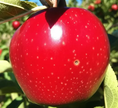 Illustration rotted - Image 1