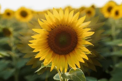 Illustration brackets - Image 1