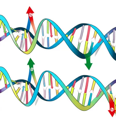 Illustration antiparallel - Image 1