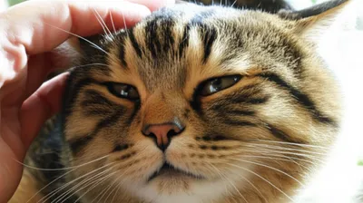 Illustration fondling - Image 1