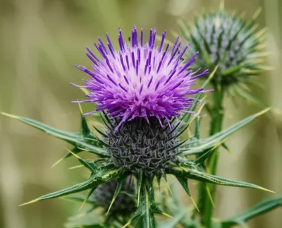 Illustration thistle - Image 1