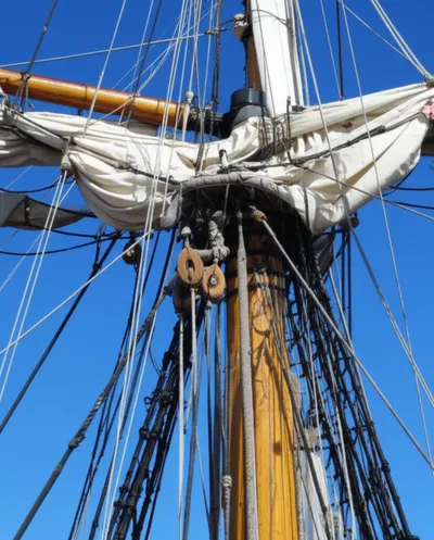 Illustration collars - Image 1