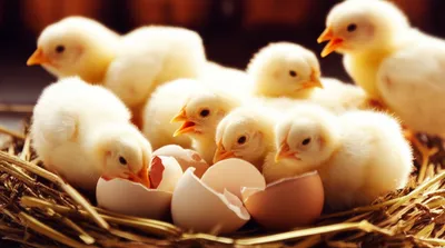 Illustration hatch - Image 1