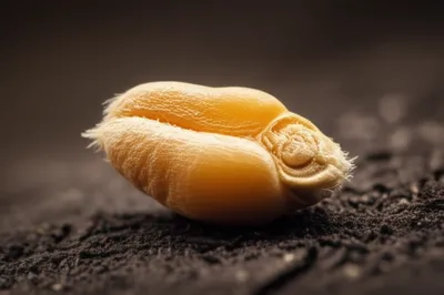 Illustration kernel - Image 1