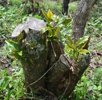 Illustration revitalize - Image 2