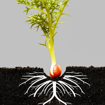 Illustration cyclic - Image 1