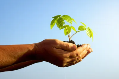 Illustration rears - Image 1