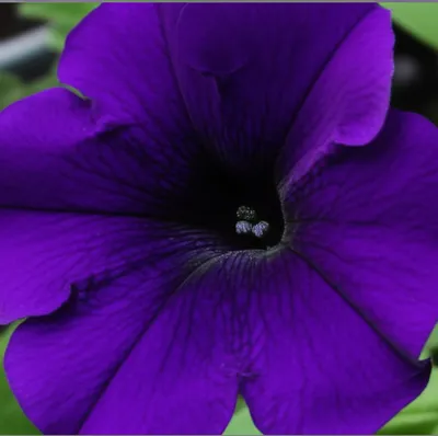 Illustration petunia - Image 1