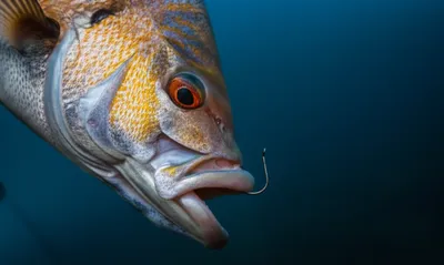 Illustration barbs - Image 1